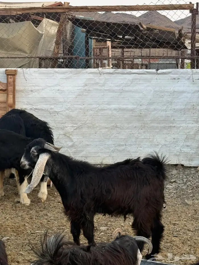 تيس عارضي صنف مشروع فحل 0