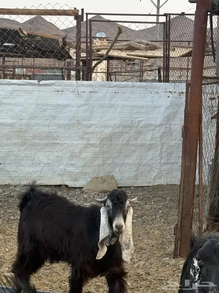 تيس عارضي صنف مشروع فحل 1