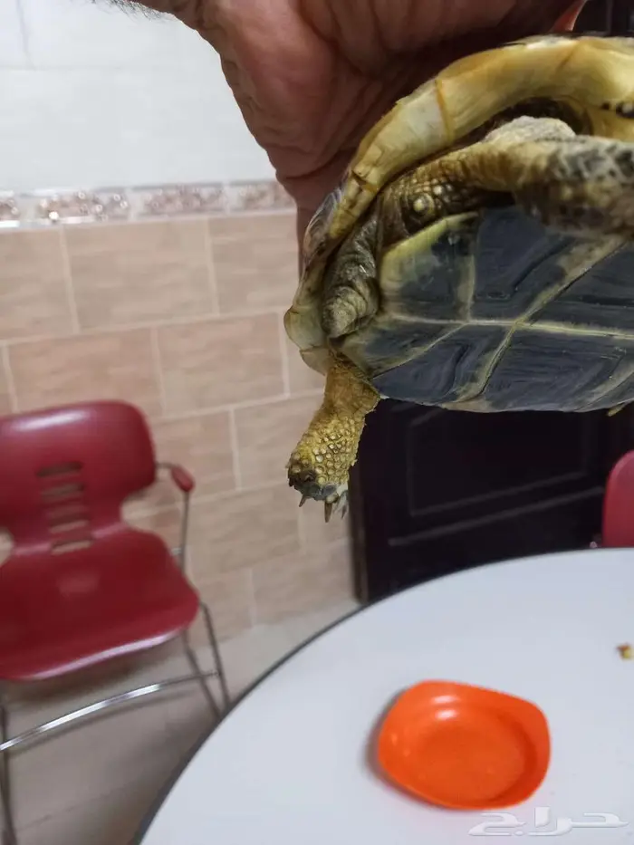 للبيع سلحفاة ب 150 ريال فقط 6
