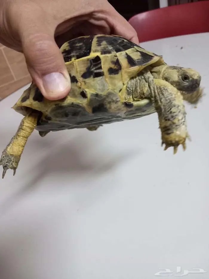 للبيع سلحفاة ب 150 ريال فقط 5