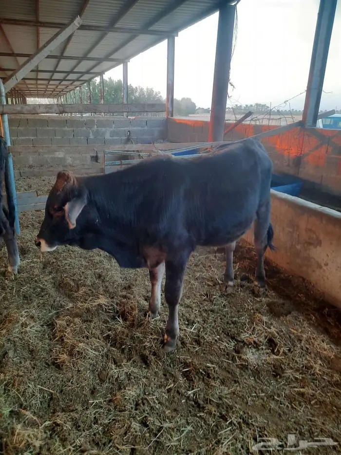 للبيع عدد 2 عجول 0