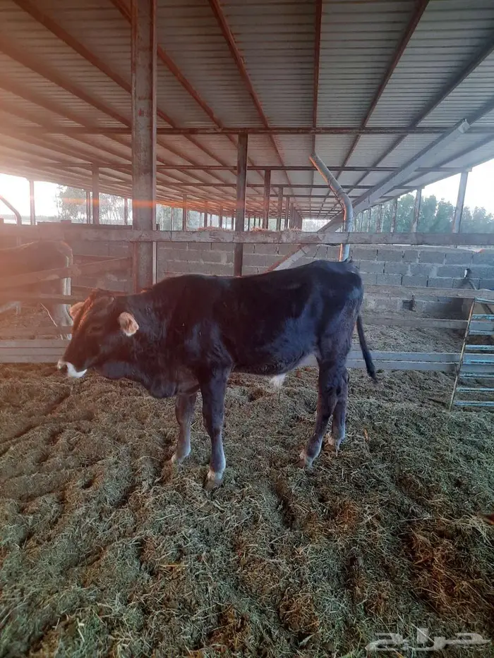 للبيع عدد 2 عجول 3