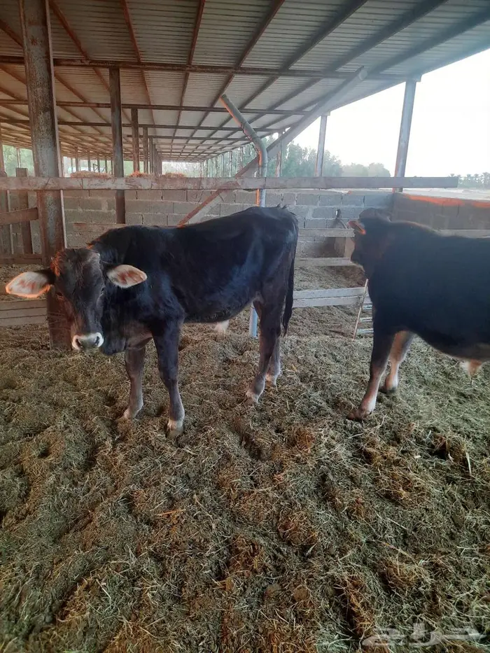 للبيع عدد 2 عجول 2