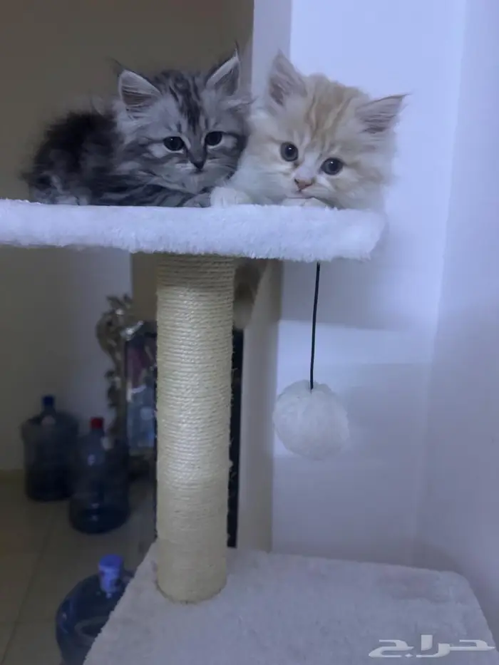 الرياض الدار البيضاء 2