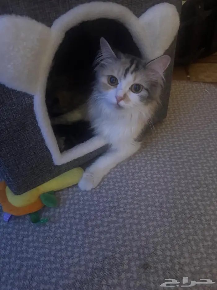 الرياض الدار البيضاء 3