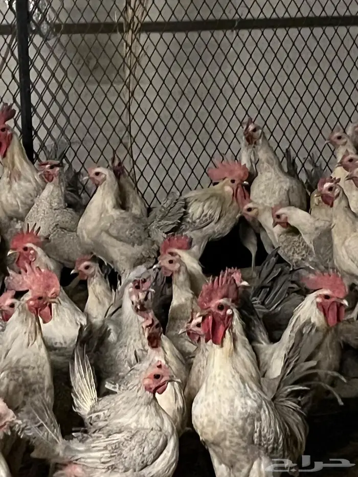 دجاج المنيوم بياض 0