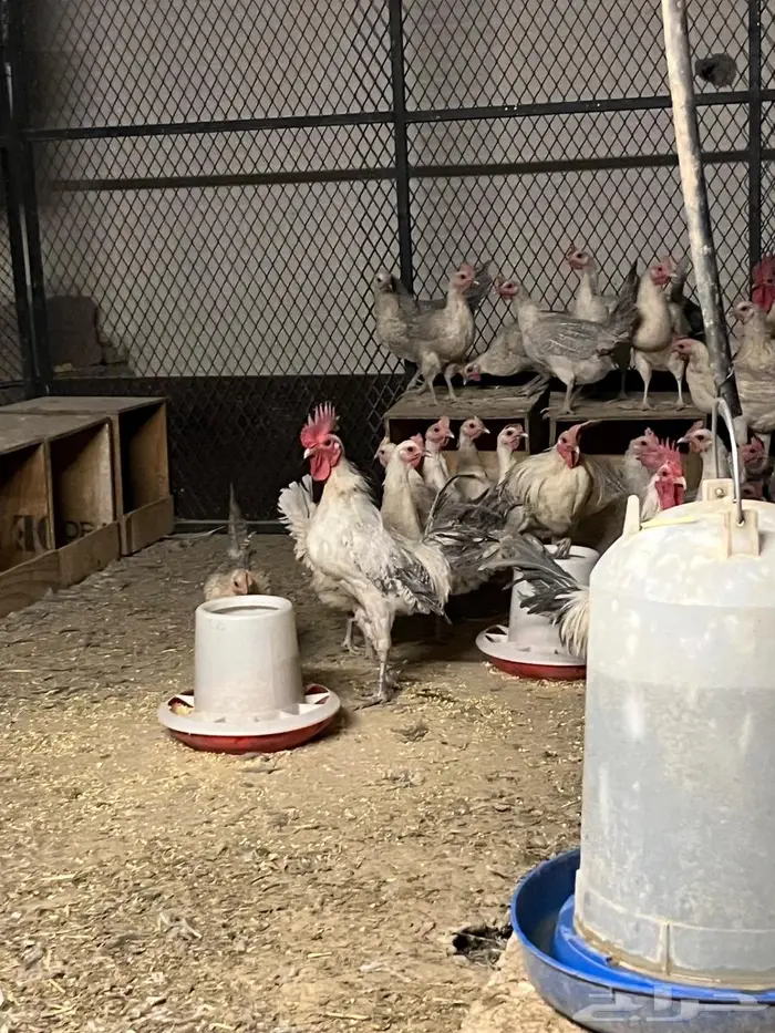 دجاج المنيوم بياض 2