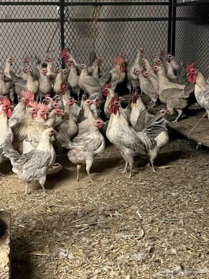 دجاج المنيوم بياض 1