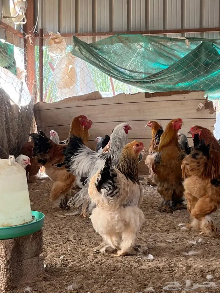 دجاج براهما بشاير 1