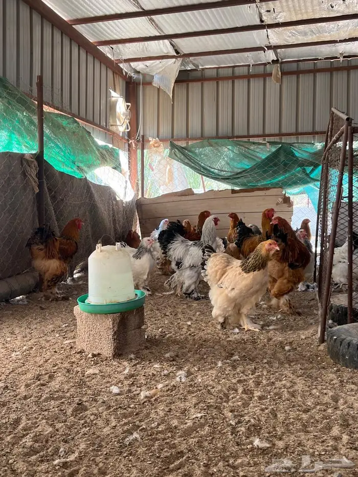 دجاج براهما بشاير 0