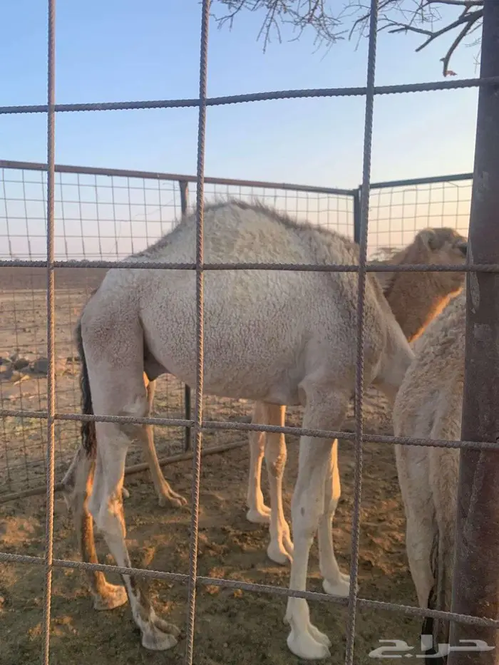 مهد الذهب قريب من الضميرية 0