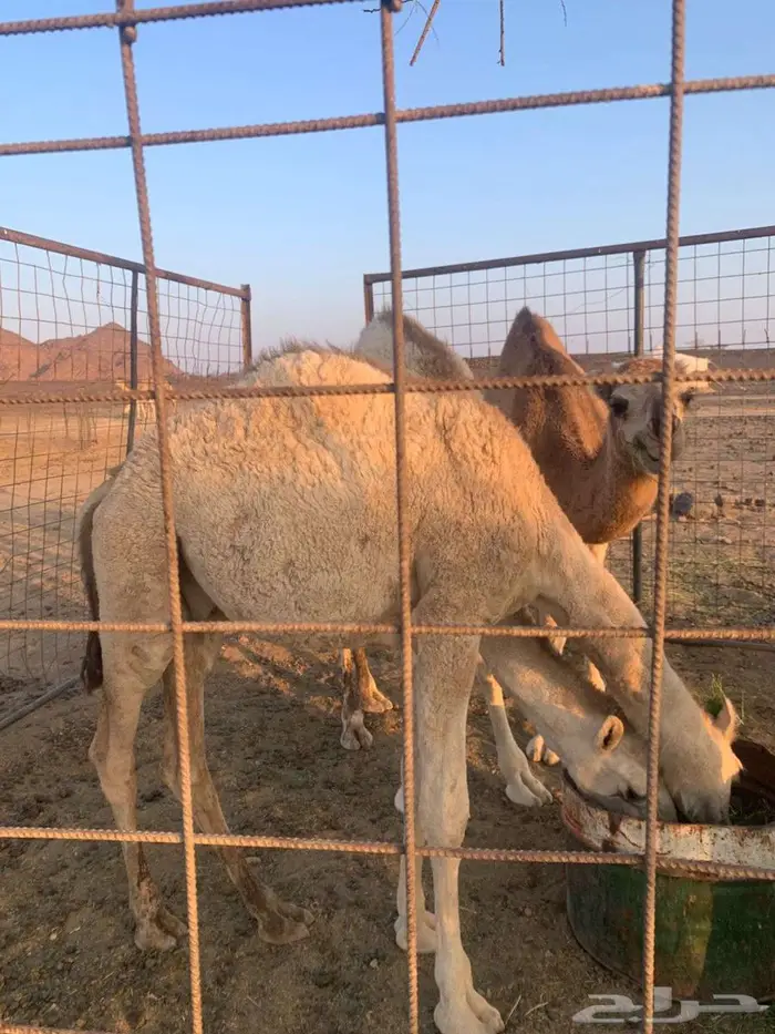 مهد الذهب قريب من الضميرية 1