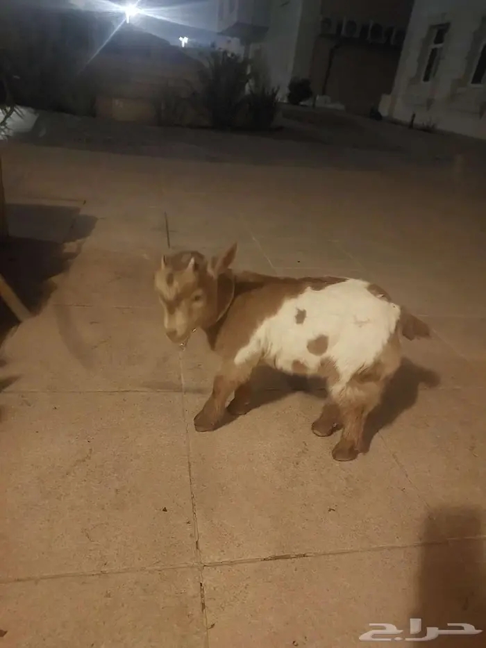 للبيع الماعز القزم 2