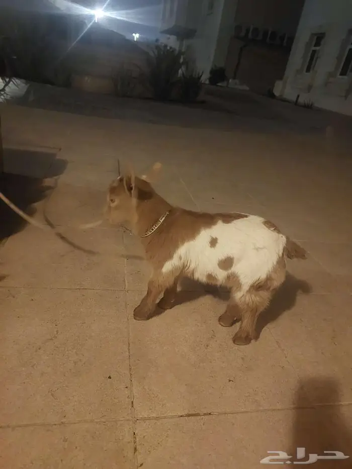 للبيع الماعز القزم 1