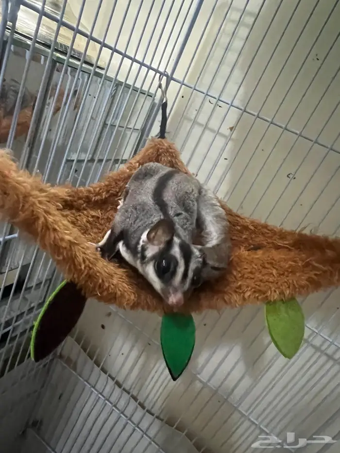 سنجاب للبيع 0