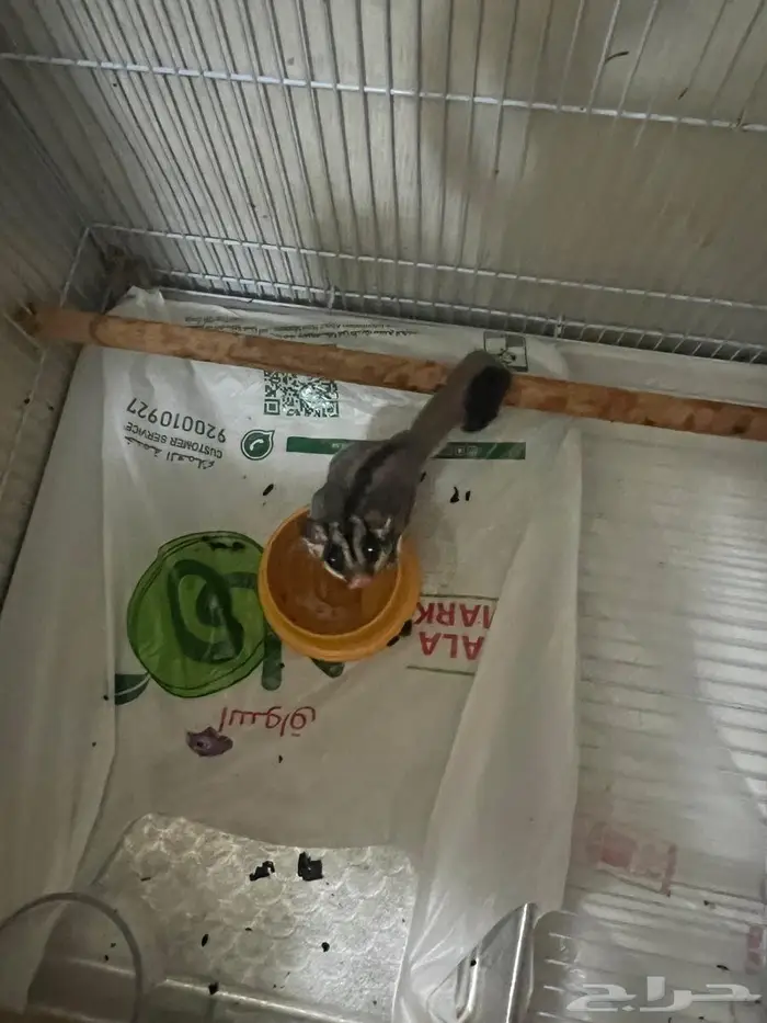 سنجاب للبيع 4