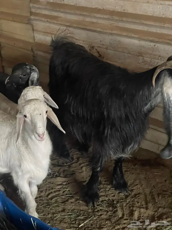 شاه حريه فاخره معها 2 وعنز معها 2 يرضعون منها 0