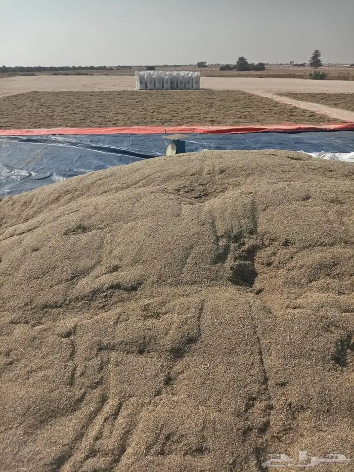 بذور رودس حرض نظيفة 0