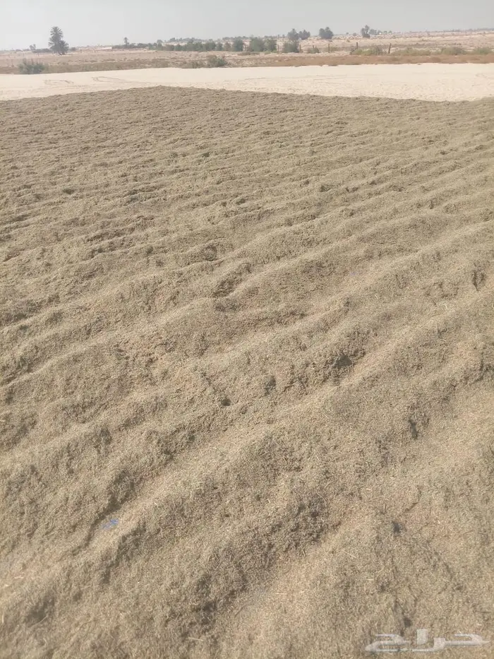 بذور رودس حرض نظيفة 1