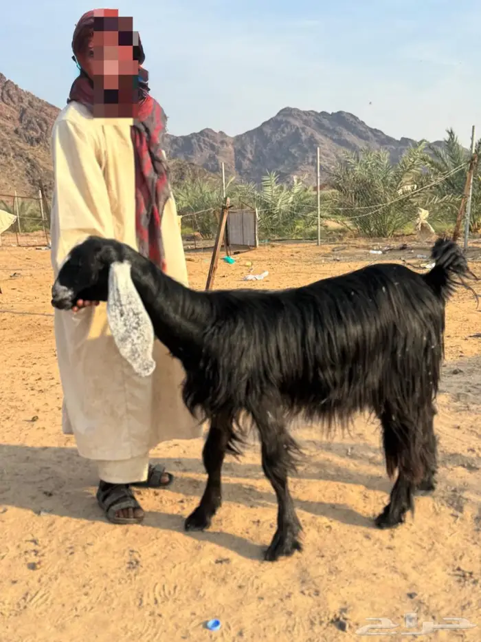 جفار عوارض دفيع 0