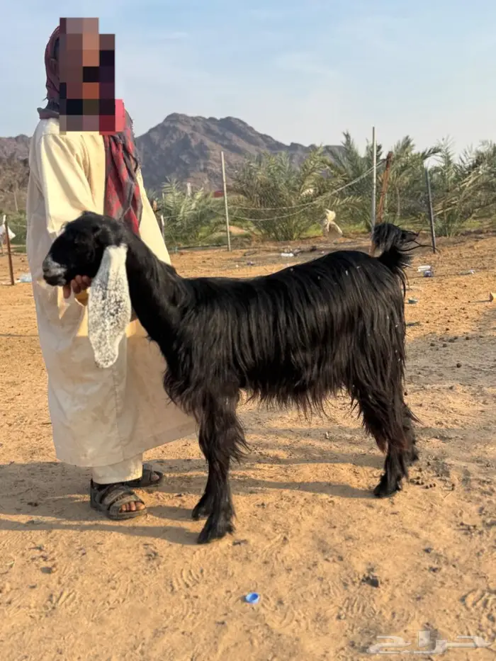 جفار عوارض دفيع 2