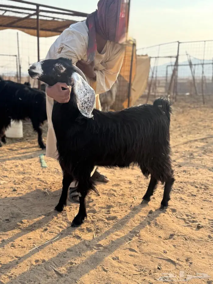 جفار عوارض دفيع 4