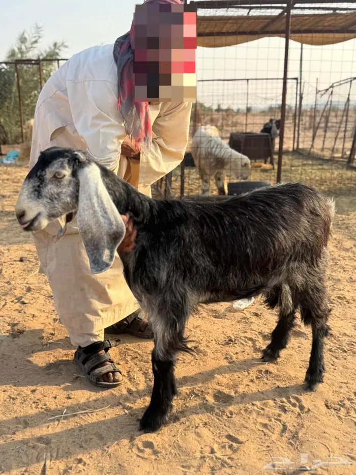 جفار عوارض دفيع 3