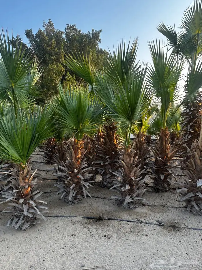 اشجار واشنطونيا 2