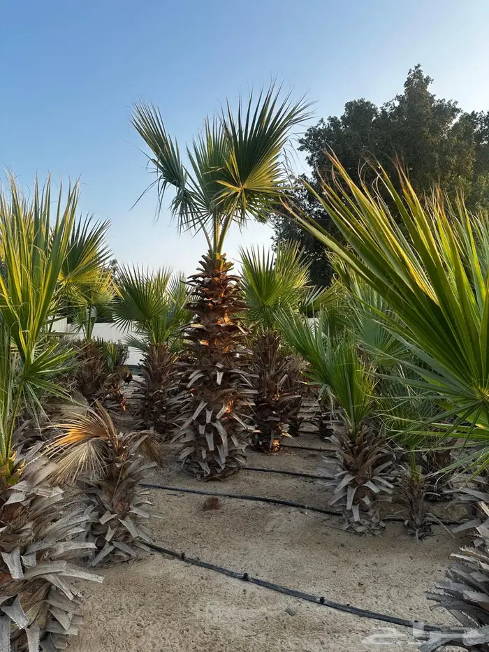 اشجار واشنطونيا 0