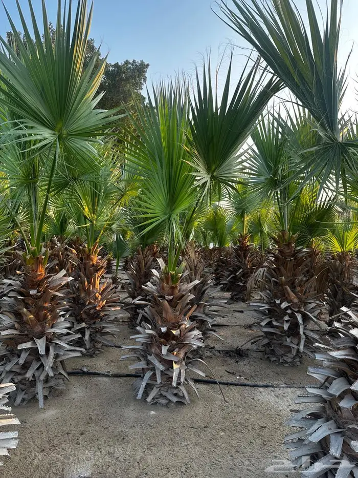 اشجار واشنطونيا 1