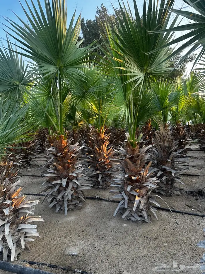 اشجار واشنطونيا 3