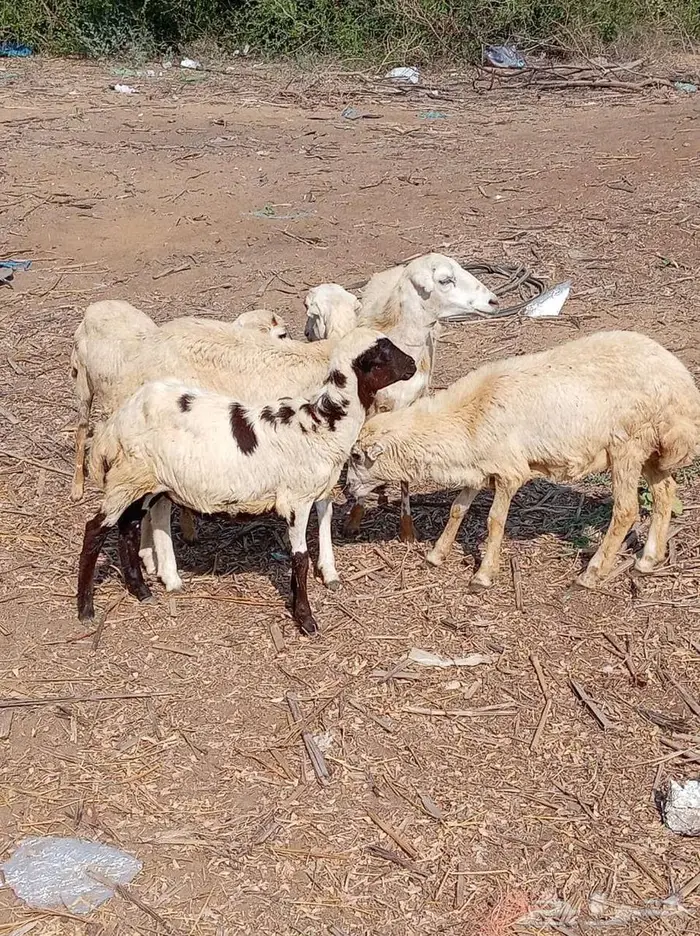 رخيل مقاني 0