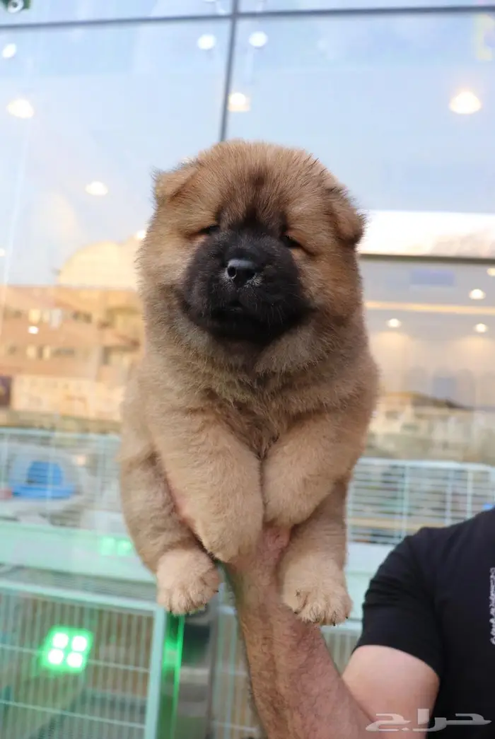 افخم جراء تشاو تشاو vip 3