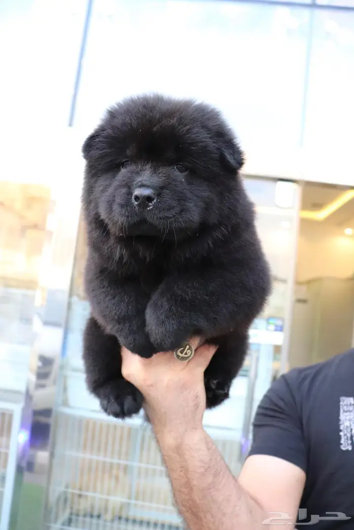 افخم جراء تشاو تشاو vip 5