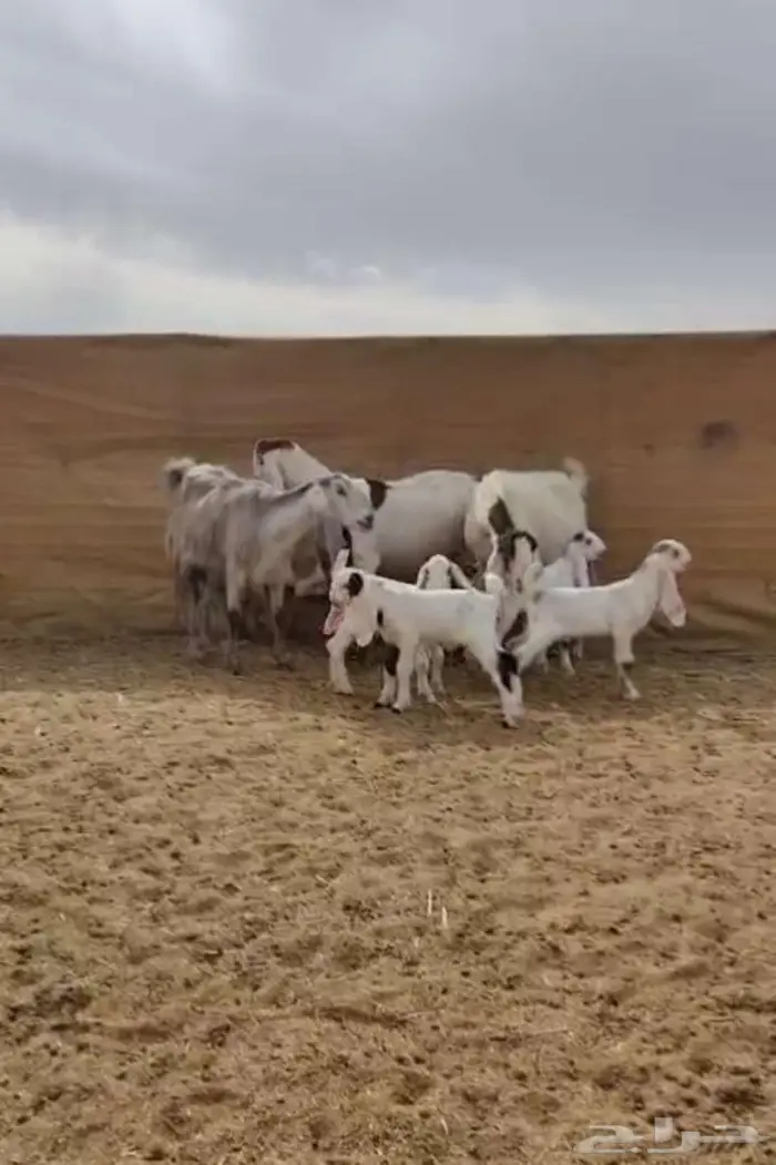 معزا جروم جم بدون قرون 0