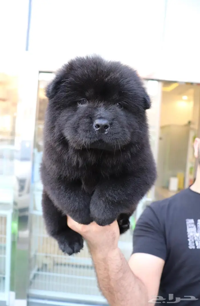 افخم جراء تشاو تشاو vip 6