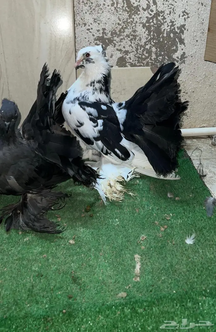 زوج رقاص معاه فرخين 0