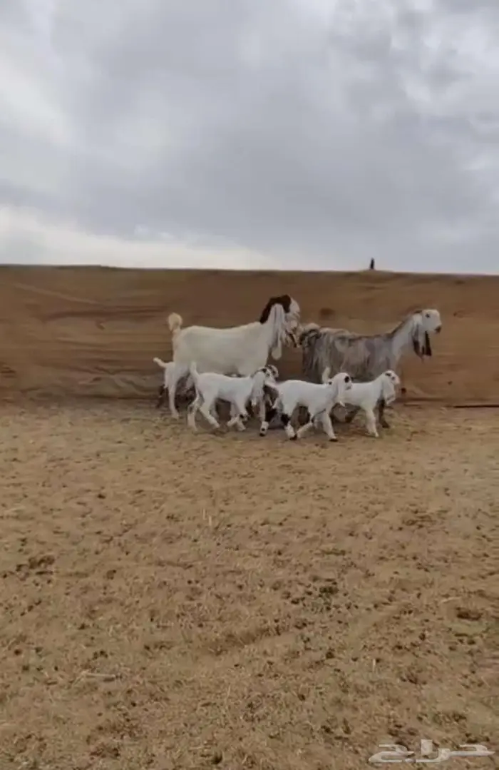 معزا جروم جم بدون قرون 4