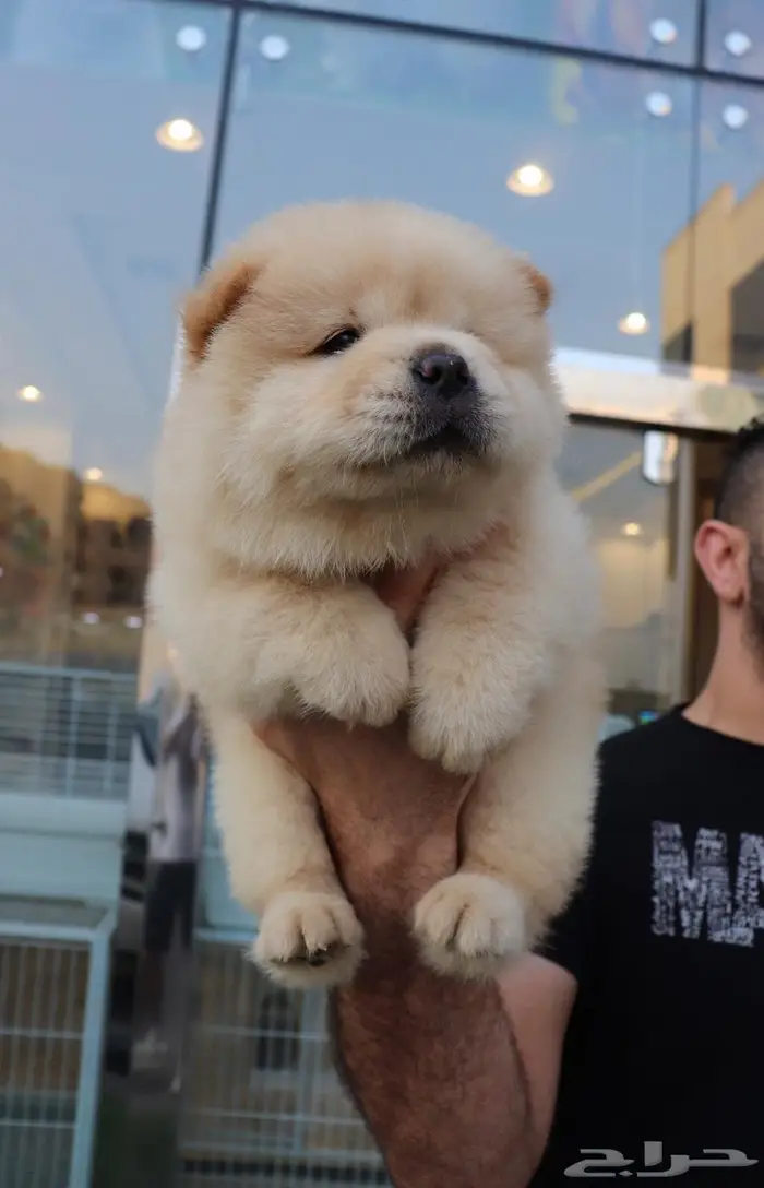 افخم جراء تشاو تشاو vip 2