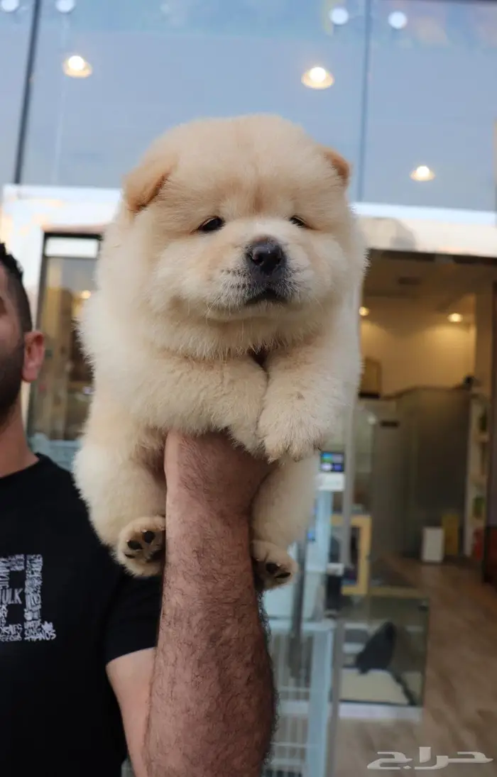 تشاو تشاو مستوردين FCI 1