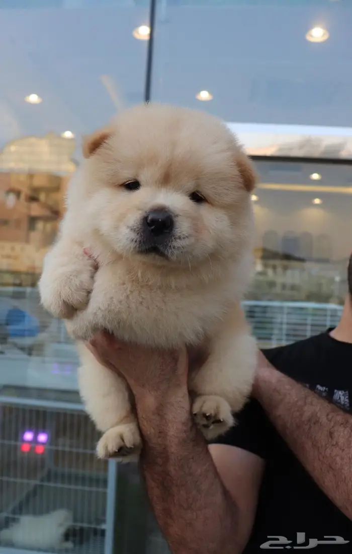 افخم جراء تشاو تشاو vip 1