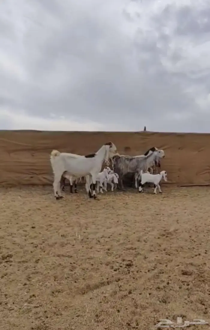 معزا جروم جم بدون قرون 5