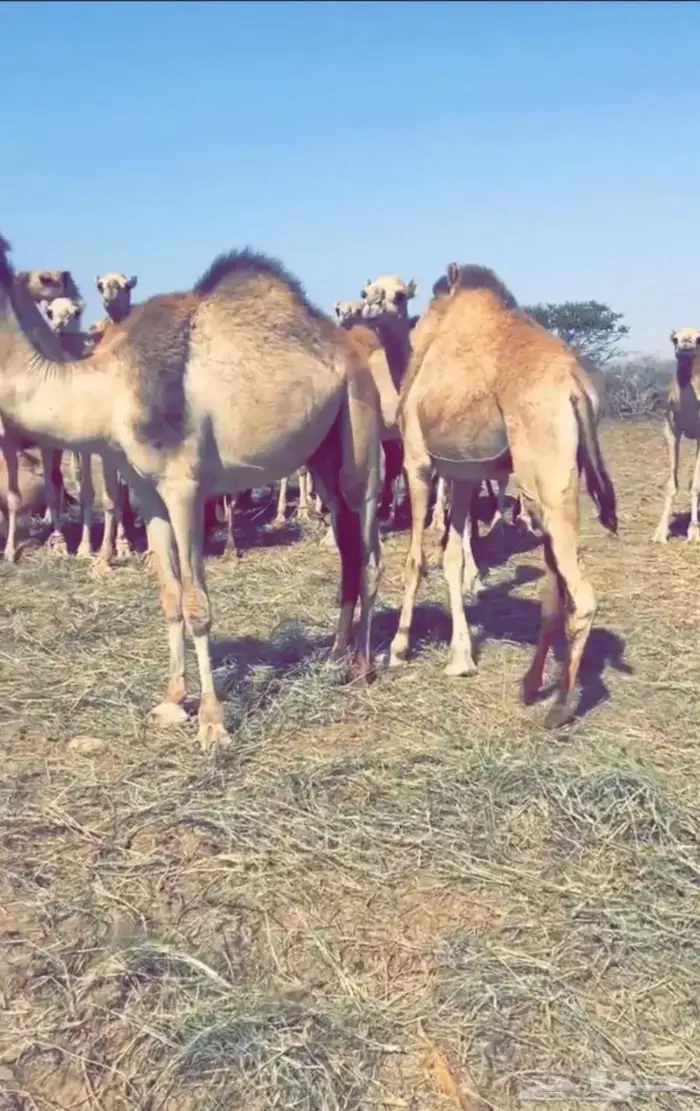 قعدان مستورده صوماليه بحري 0