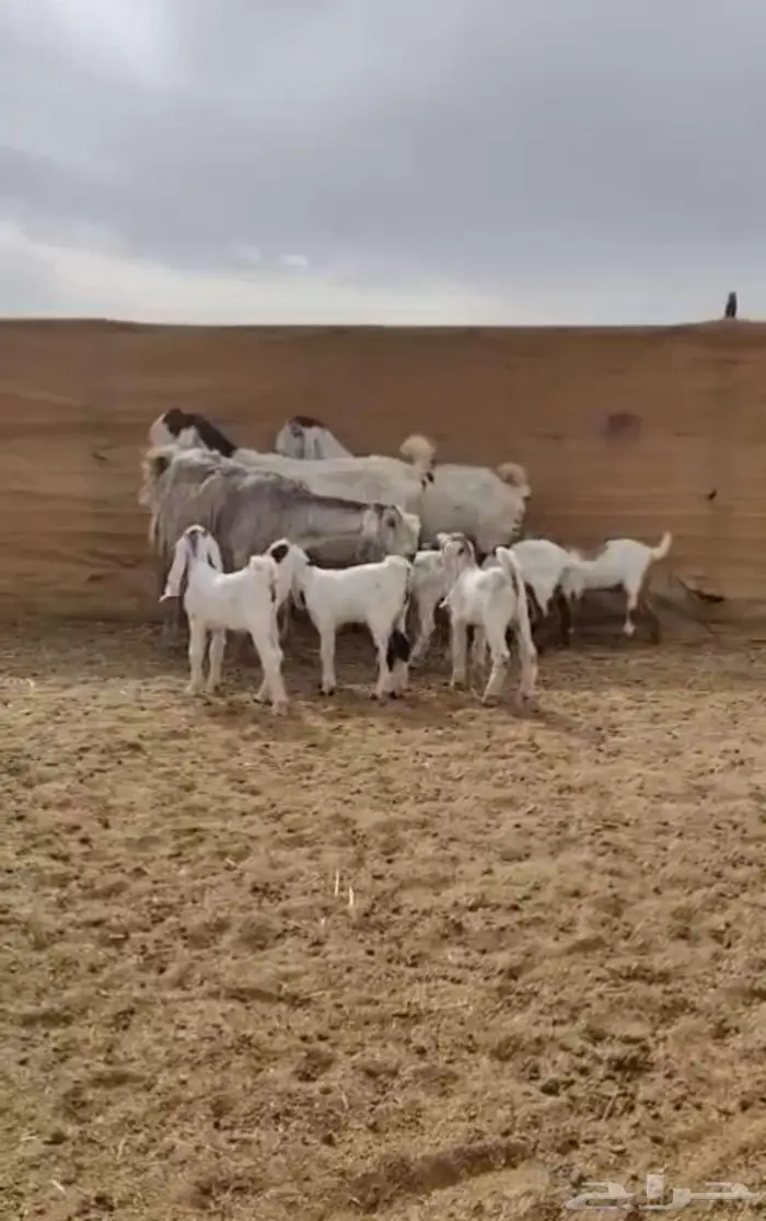 معزا جروم جم بدون قرون 2