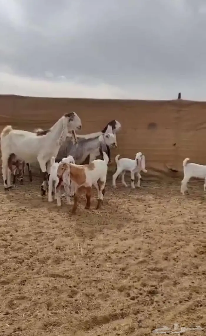 معزا جروم جم بدون قرون 1