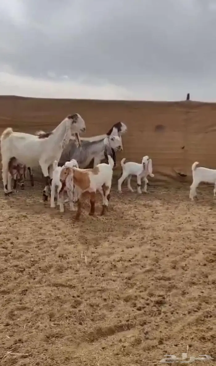 معزا جروم جم بدون قرون 6