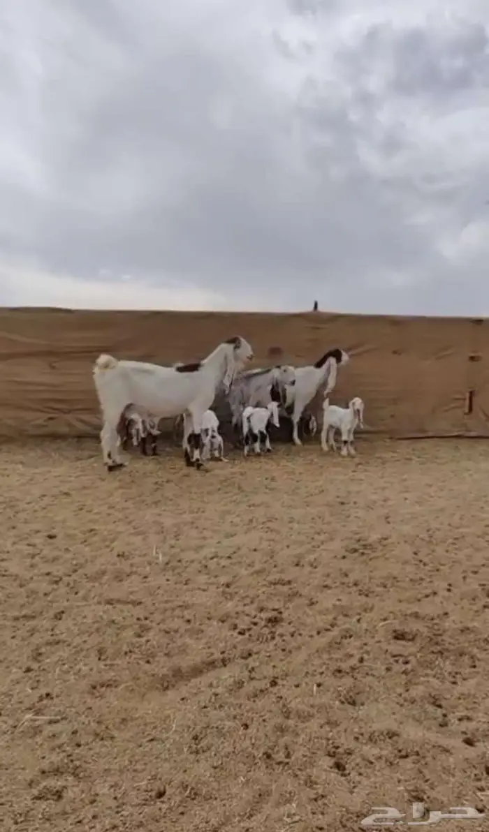 معزا جروم جم بدون قرون 3