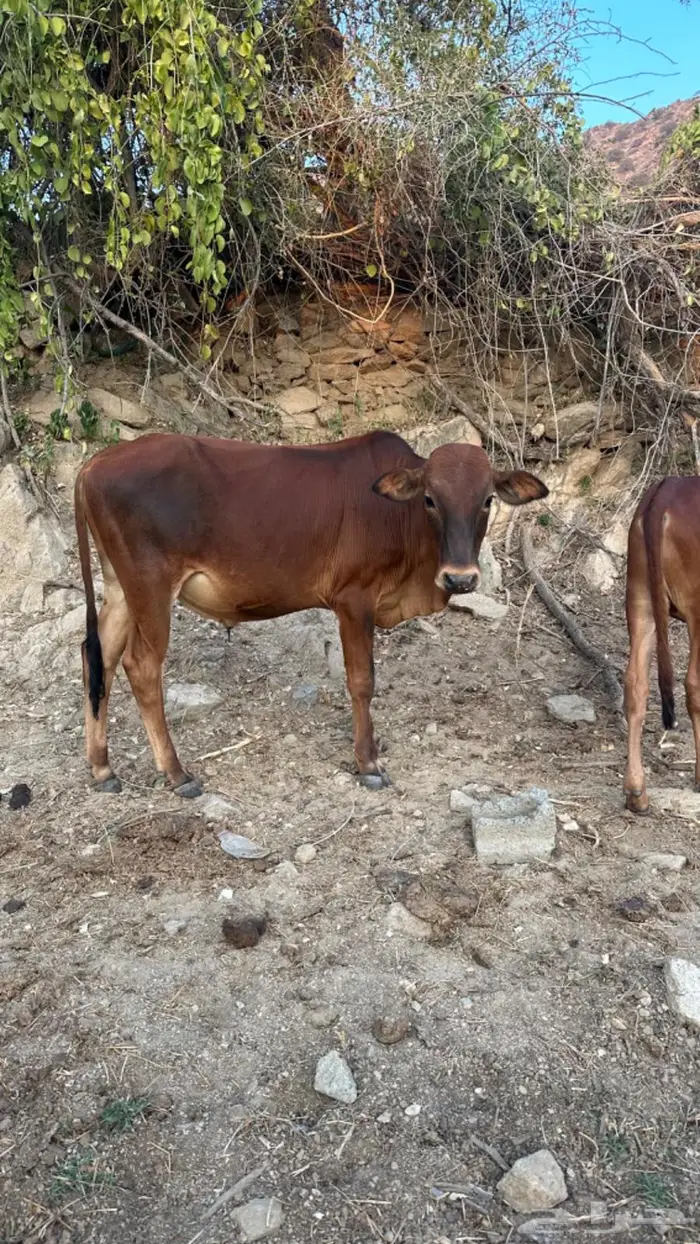 حسلان للبيع 0