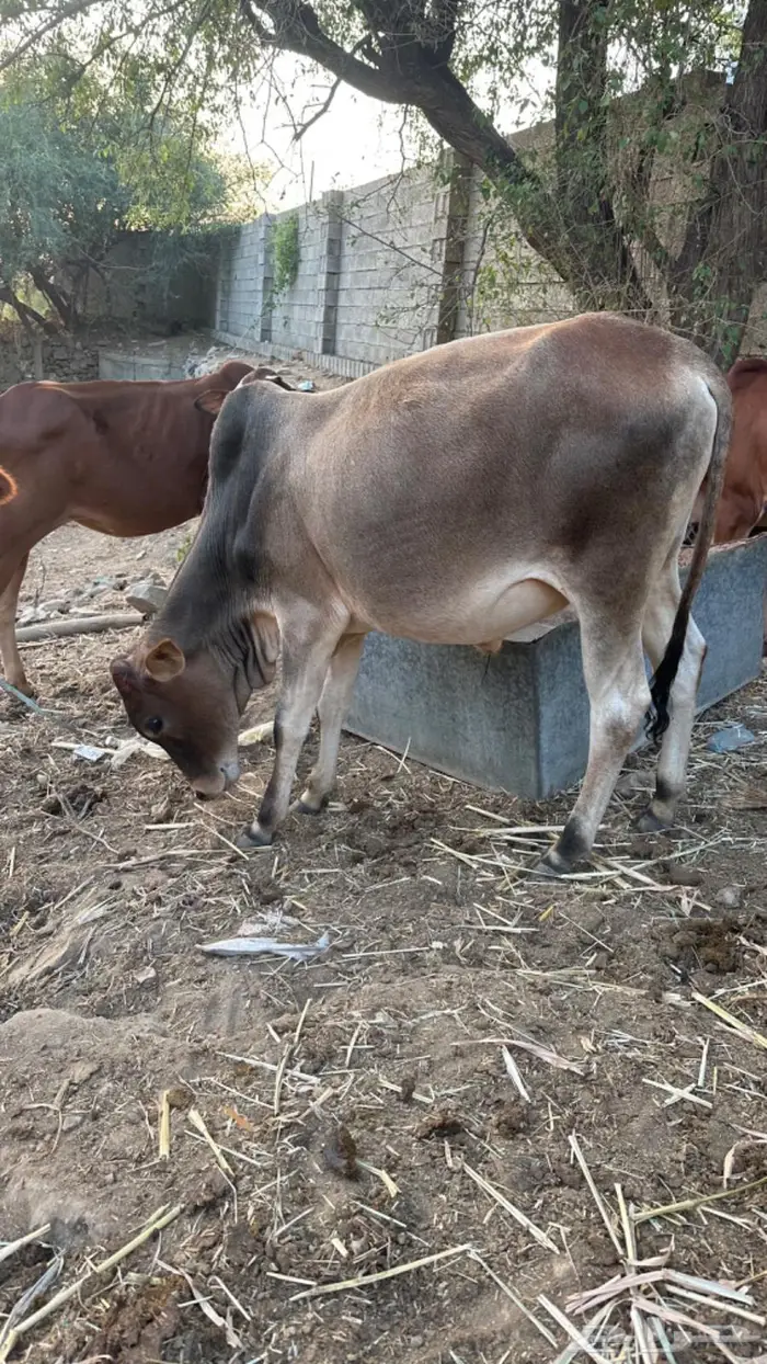 حسلان للبيع 2