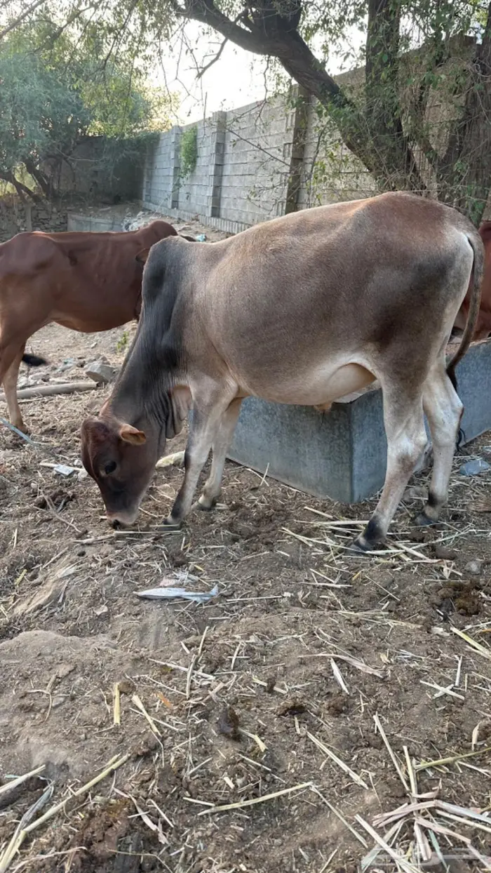 حسلان للبيع 3